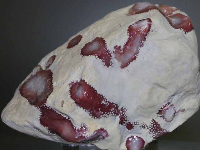 Wapień z koralowcem