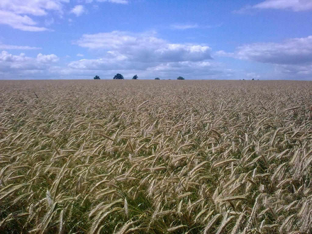 pole pszenicy