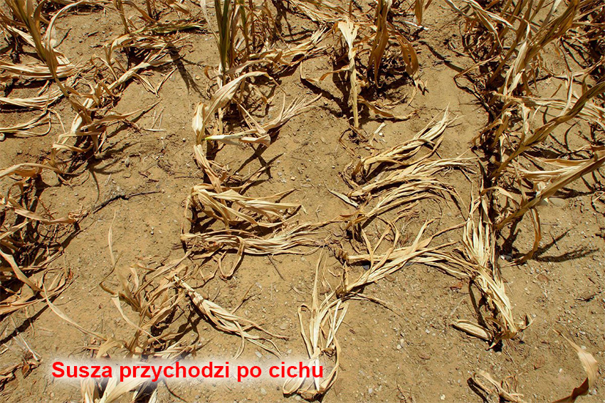 Susza przychodzi po cichu