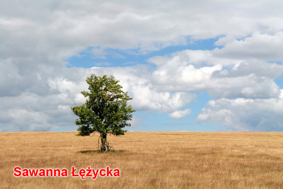 Sawanna Łężycka