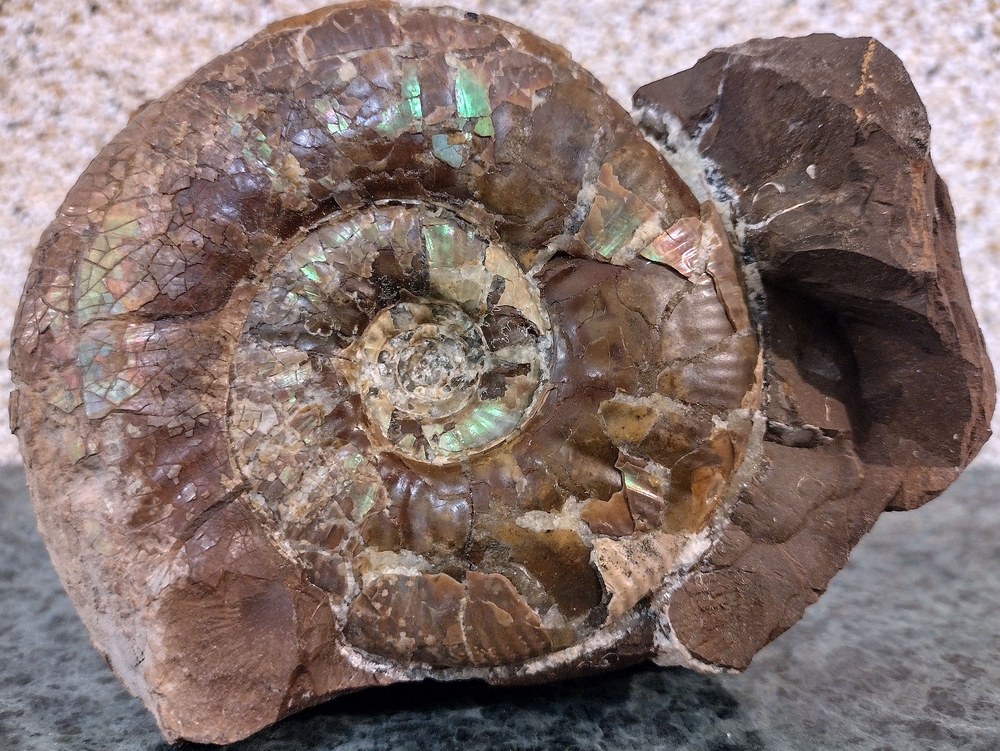 14.Krystek Marcin spirytyzowany amonit w sferosyderycie